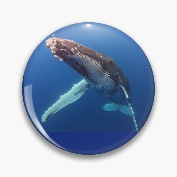 Item preview, Friendly Juvenile Humpback Whale designed and sold by Whale & Dolphin Wisdom Retreats.