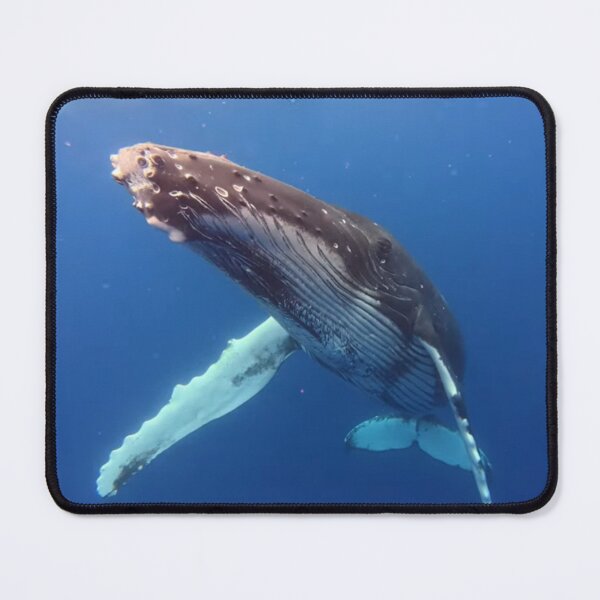 Item preview, Friendly Juvenile Humpback Whale designed and sold by Whale & Dolphin Wisdom Retreats.