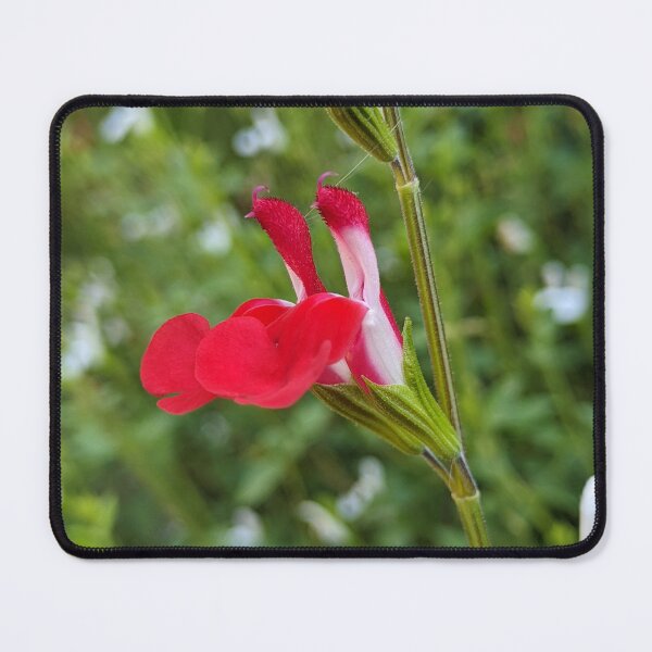 Item preview, Salvia 'Hot Lips' Red and White Flower, Macro Garden Photography designed and sold by PrettyAround.