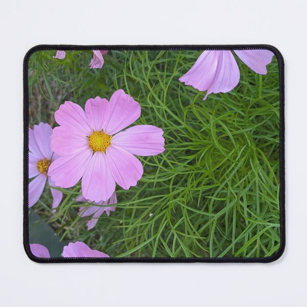 Item preview, Pink Cosmos Flowers in Bloom, Garden Macro Photography designed and sold by PrettyAround.
