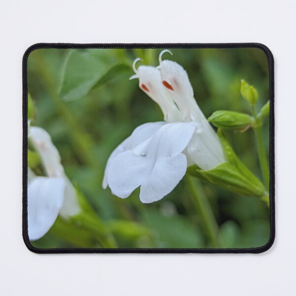 Item preview, White Salvia Flower Close Up, Macro Botanical Photography designed and sold by PrettyAround.
