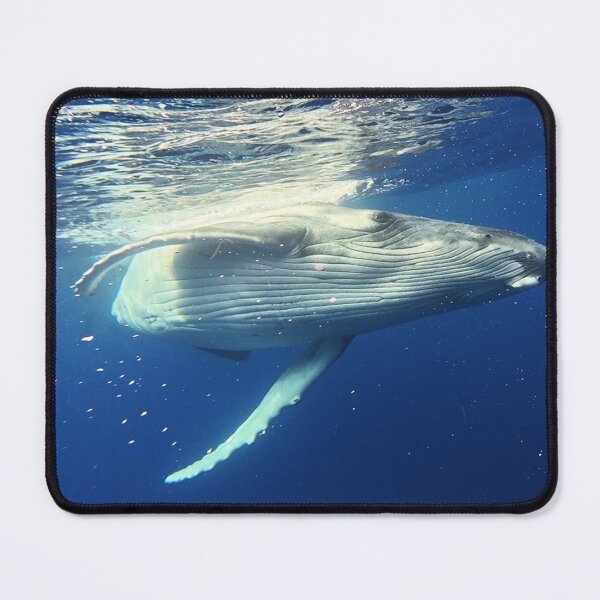 Item preview, Humpback Whale Calf designed and sold by Whale & Dolphin Wisdom Retreats.