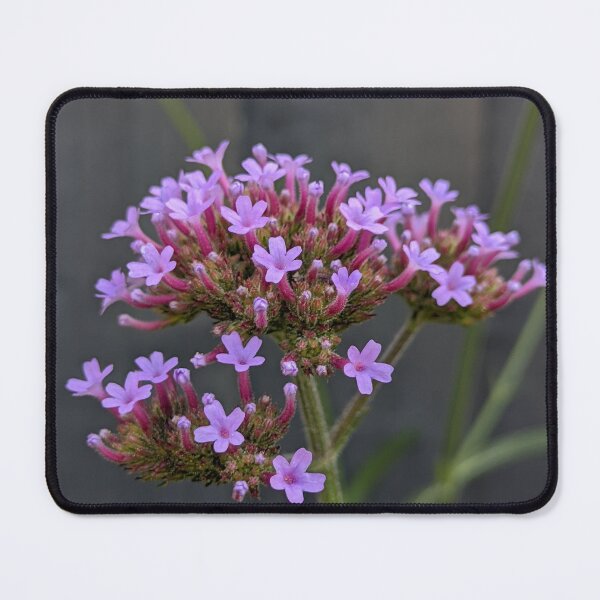 Item preview, Verbena Bonariensis Purple Flower Cluster, Macro Garden Photography designed and sold by PrettyAround.