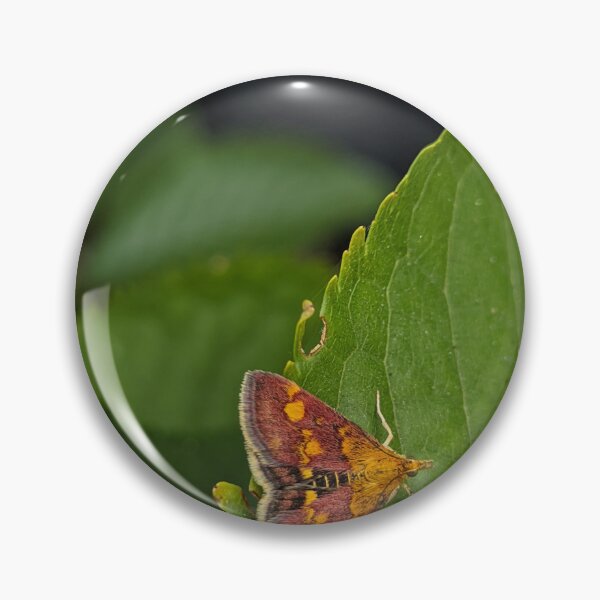 Item preview, Maroon and Orange Moth on Leaf, Macro Wildlife Photography designed and sold by PrettyAround.
