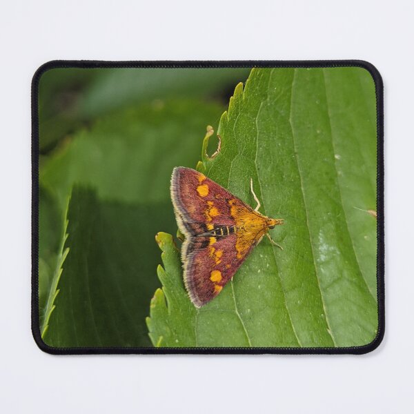 Item preview, Maroon and Orange Moth on Leaf, Macro Wildlife Photography designed and sold by PrettyAround.