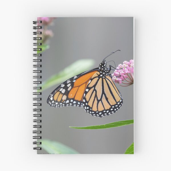Item preview, Monarch on Swamp Milkweed 7-26-2026 designed and sold by Thomasyoung.