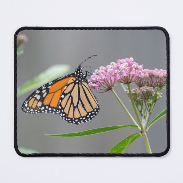 Item preview, Monarch on Swamp Milkweed 7-26-2026 designed and sold by Thomasyoung.