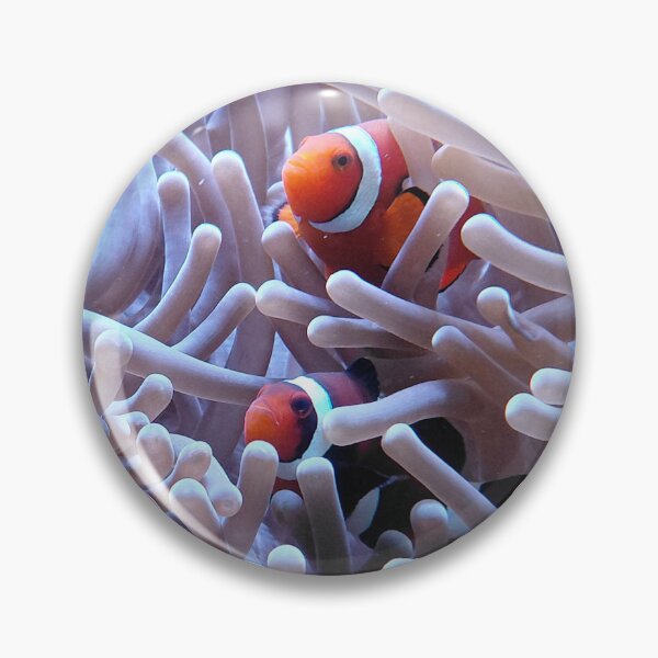 Item preview, Clownfish and Sea Anemone Aquarium Photo designed and sold by pbchan.