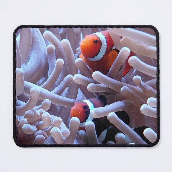Item preview, Clownfish and Sea Anemone Aquarium Photo designed and sold by pbchan.