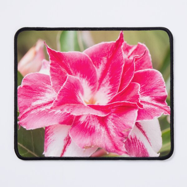 Item preview, Desert Rose designed and sold by ROSE ANN BANILAR.