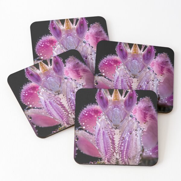Item preview, Text: Fascinating pink orchid mantis with glittering water droplets designed and sold by Fotografin1981.