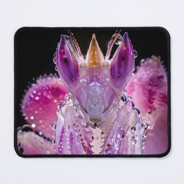 Item preview, Text: Fascinating pink orchid mantis with glittering water droplets designed and sold by Fotografin1981.
