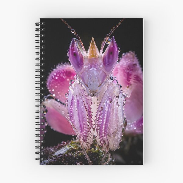 Item preview, Text: Fascinating pink orchid mantis with glittering water droplets designed and sold by Fotografin1981.