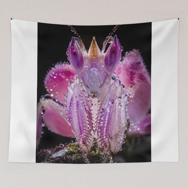 Item preview, Text: Fascinating pink orchid mantis with glittering water droplets designed and sold by Fotografin1981.