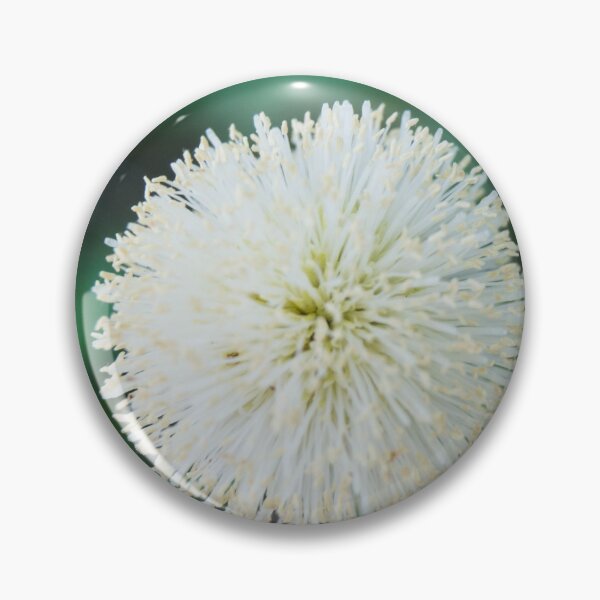 Item preview,  Inflorescence of Leucaena leucocephala designed and sold by ROSE ANN BANILAR.