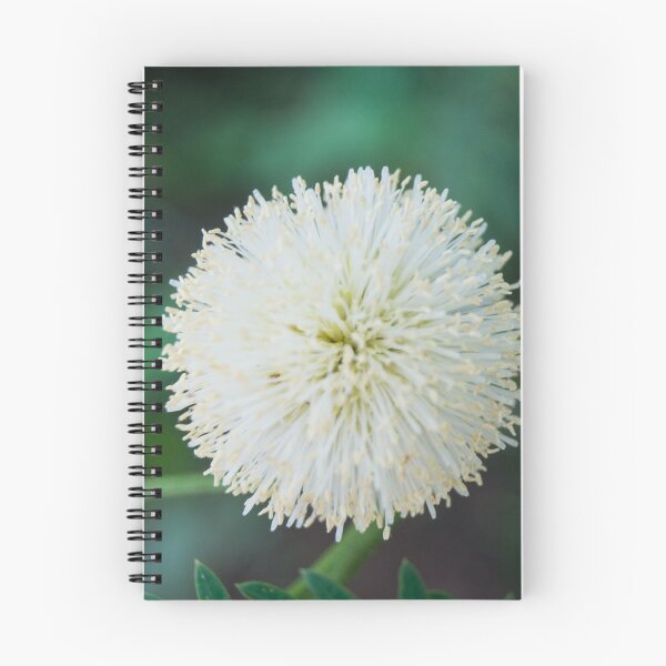 Item preview,  Inflorescence of Leucaena leucocephala designed and sold by ROSE ANN BANILAR.