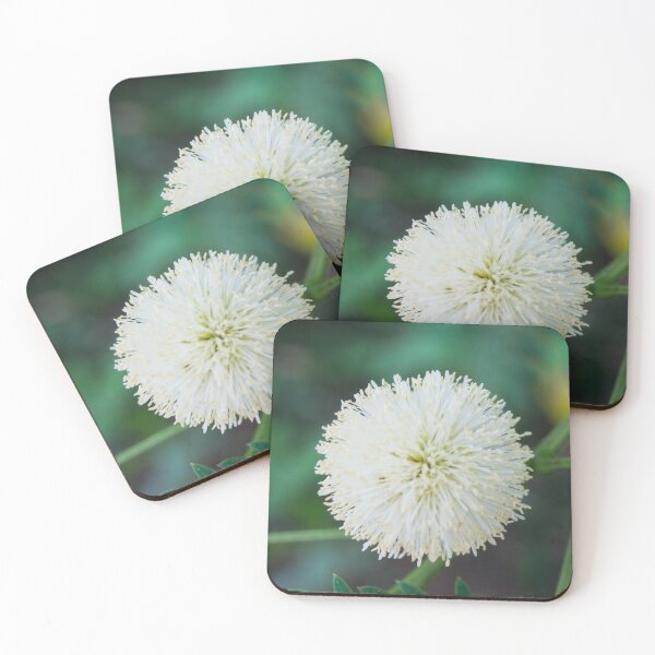 Item preview,  Inflorescence of Leucaena leucocephala designed and sold by ROSE ANN BANILAR.