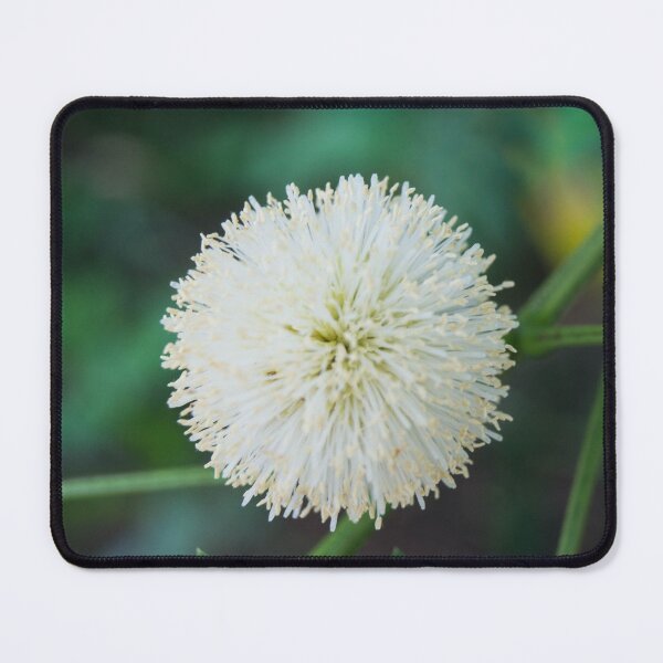 Item preview, Inflorescence of Leucaena leucocephala designed and sold by ROSE ANN BANILAR.