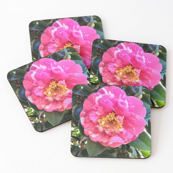Item preview, Pink Camellia in Full Bloom at Magpie Springs, Willunga Hill designed and sold by MagpieSprings.