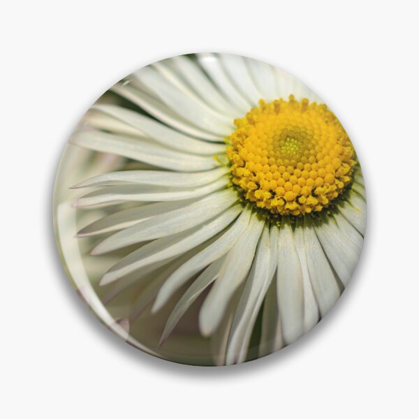Item preview, Beautiful Dasies designed and sold by MoePhotography.