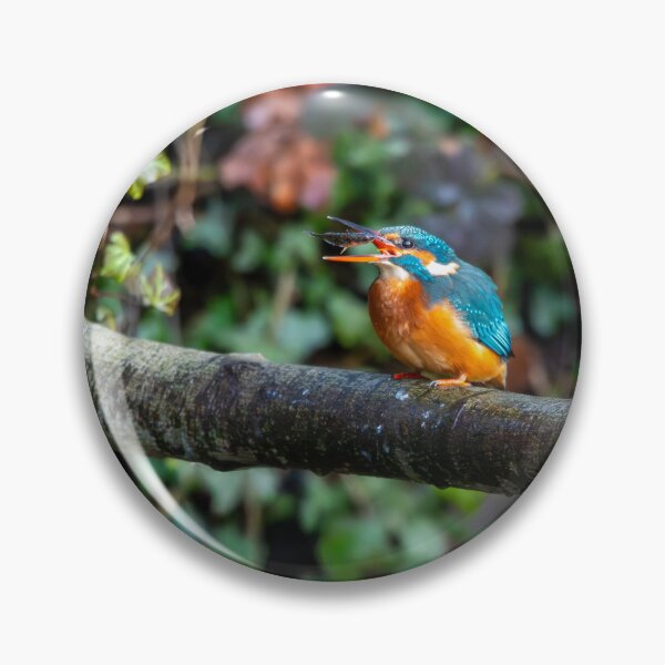 Item preview, Kingfisher (Alcedo atthis) eating a fish  designed and sold by Stephen Jarman.