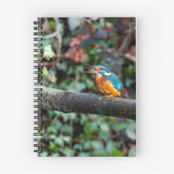 Item preview, Kingfisher (Alcedo atthis) eating a fish  designed and sold by Stephen Jarman.