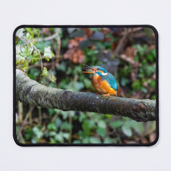 Item preview, Kingfisher (Alcedo atthis) eating a fish  designed and sold by Stephen Jarman.