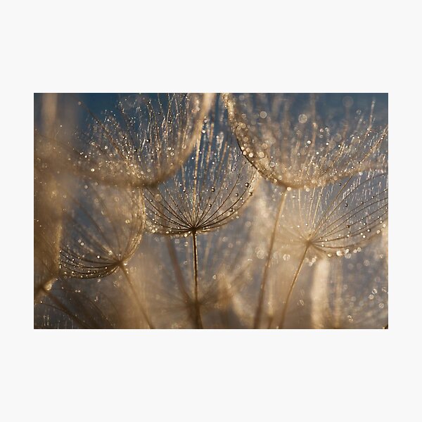 Item preview, Golden Dandelion Heads Dew Drops Magic Art designed and sold by Elżbieta  Kaps.