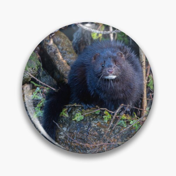 Item preview, American Mink (Neogale vison)  designed and sold by Stephen Jarman.