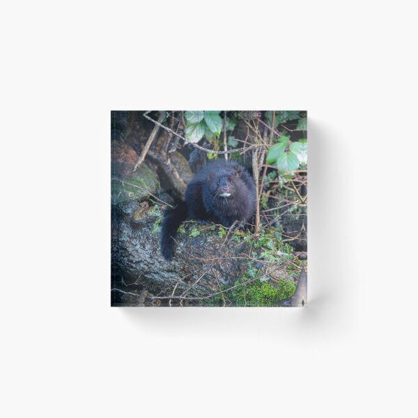 Item preview, American Mink (Neogale vison)  designed and sold by Stephen Jarman.