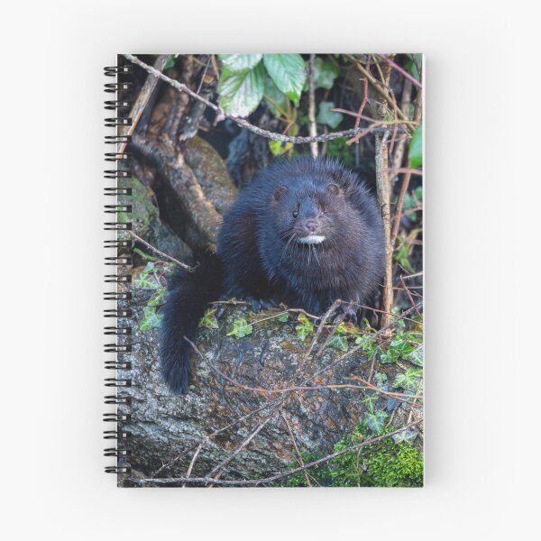 Item preview, American Mink (Neogale vison)  designed and sold by Stephen Jarman.