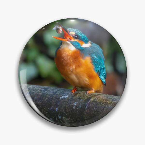 Item preview, Kingfisher (Alcedo atthis) with fish designed and sold by Stephen Jarman.