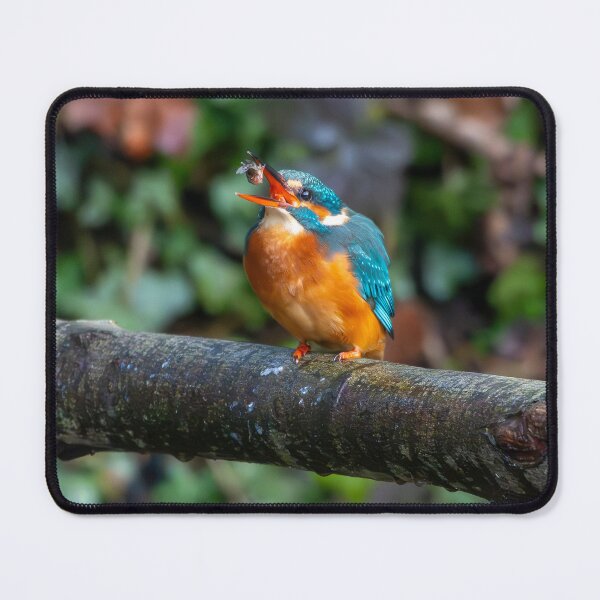 Item preview, Kingfisher (Alcedo atthis) with fish designed and sold by Stephen Jarman.