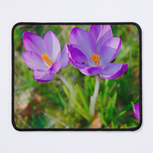 Item preview, Purple Crocus Bloom – Early Spring Sunlight designed and sold by ShotsbyDesiree.