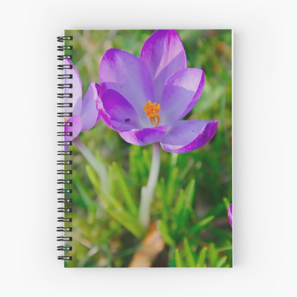 Item preview, Purple Crocus Bloom – Early Spring Sunlight designed and sold by ShotsbyDesiree.