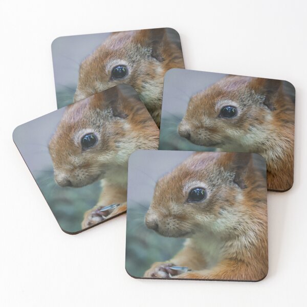 Item preview, Curious squirrel designed and sold by NorthWild.