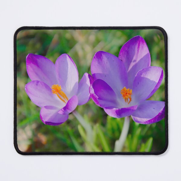 Item preview, Purple Crocus Duo – Spring Sunshine Macro designed and sold by ShotsbyDesiree.