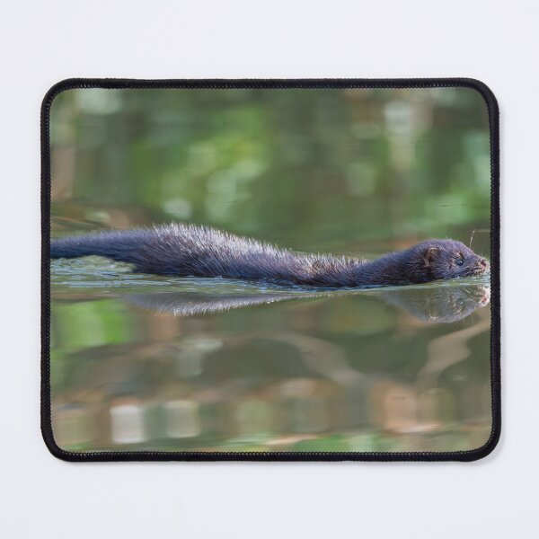 Item preview, American Mink (Neogale vison) gliding through the canal  designed and sold by Stephen Jarman.