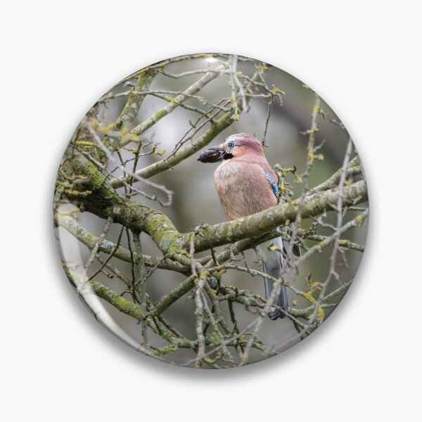 Item preview, Eurasian jay (Garrulus glandarius)  designed and sold by Stephen Jarman.