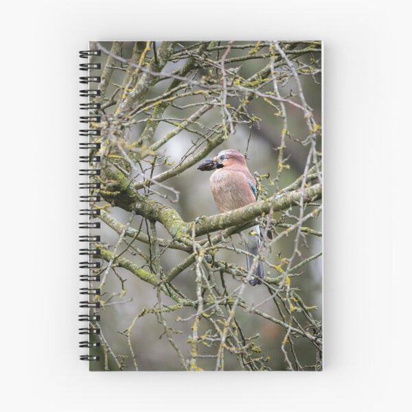 Item preview, Eurasian jay (Garrulus glandarius)  designed and sold by Stephen Jarman.