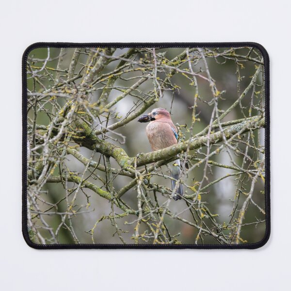 Item preview, Eurasian jay (Garrulus glandarius) designed and sold by Stephen Jarman.