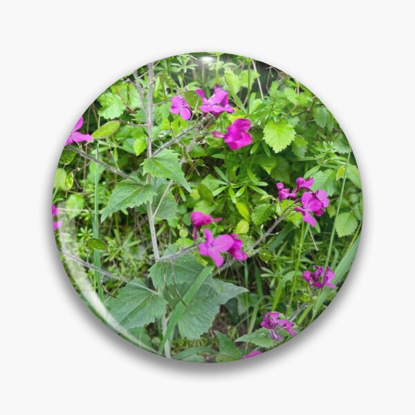 Item preview, Purple Honesty Wildflowers in Surrey Woodland designed and sold by ThatSurreyLife.