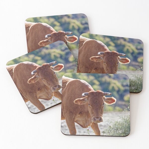 Item preview, A Spanish Cow in the morning sun designed and sold by TomRomanPhotos.
