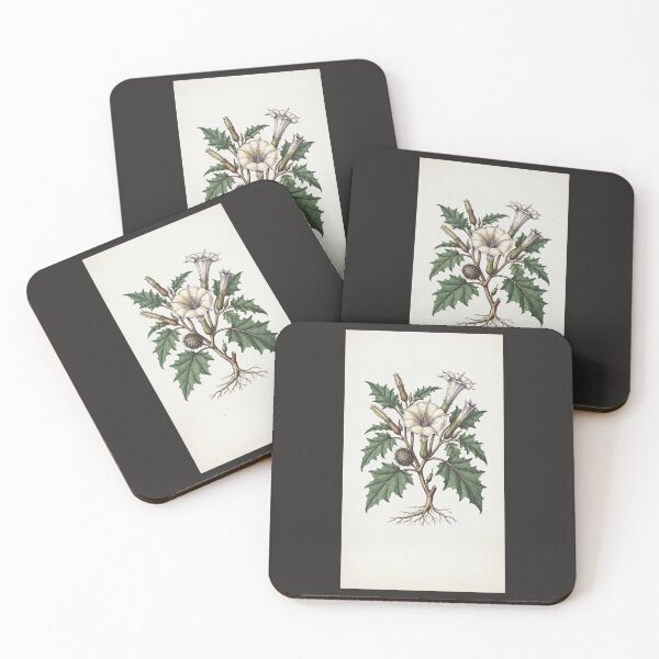Item preview, Vintage Botanical Illustration of Datura Metel designed and sold by  Color & Form.
