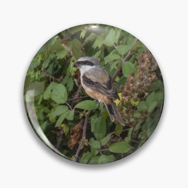 Item preview, Long Tailed Shrike designed and sold by LaurenTucker.