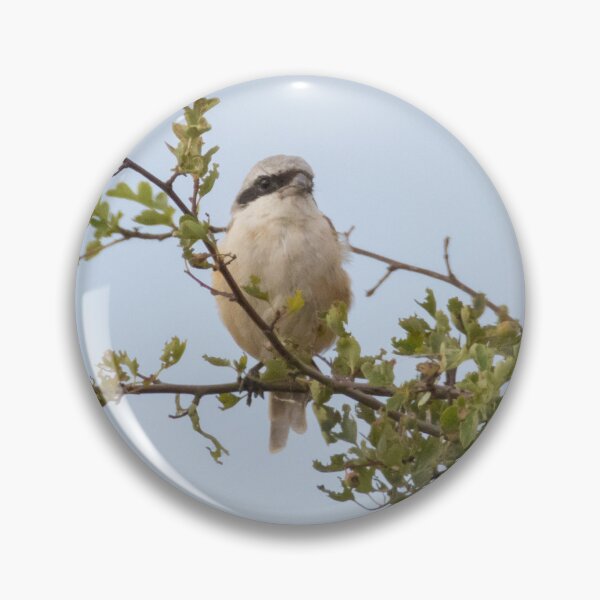 Item preview, Long Tailed Shrike designed and sold by LaurenTucker.