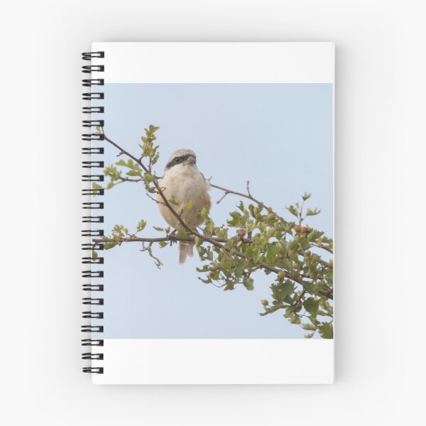 Item preview, Long Tailed Shrike designed and sold by LaurenTucker.