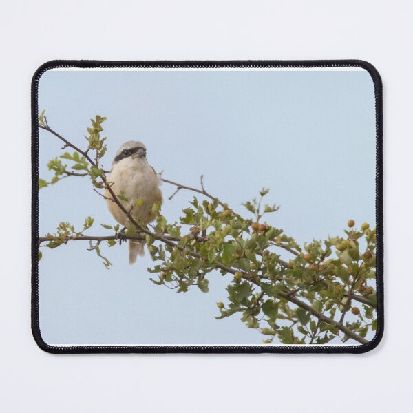 Item preview, Long Tailed Shrike designed and sold by LaurenTucker.