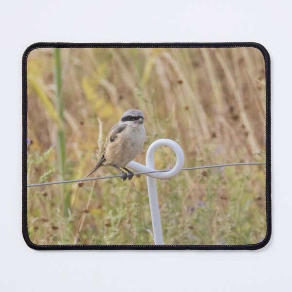 Item preview, Long Tailed Shrike designed and sold by LaurenTucker.