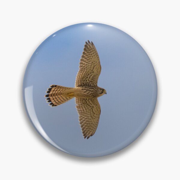 Item preview, Common Kestrel designed and sold by LaurenTucker.